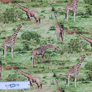 Patchwork Quilting Sewing Fabric AFRICAN GIRAFFE Material 50x55cm FQ Allover New
