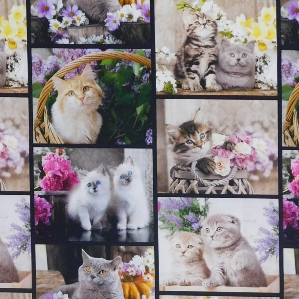 Quilting Patchwork Sewing Fabric Cute Kittens Collage Cars 50x55cm FQ