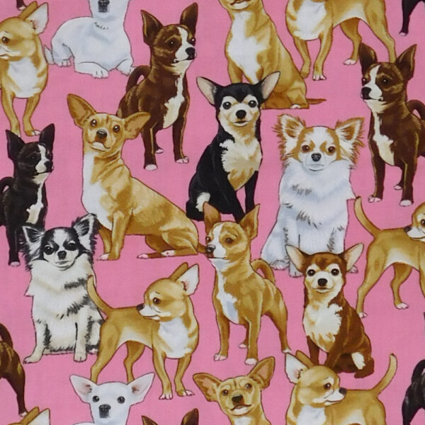 Quilting Patchwork Sewing Fabric Chihuahua Dogs Allover 50x55cm FQ