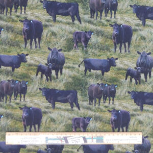 Quilting Patchwork Sewing Fabric Black Angus Cows 50x55cm FQ