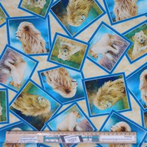 Patchwork Quilting Fabric African Lions Pride 50x55cm FQ
